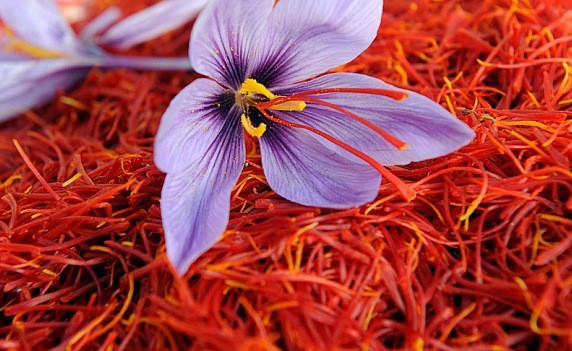 A farmer harvesting purple Crocus sativus flowers by hand in a saffron field with mountains in the background.